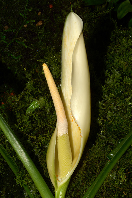 Philodendron oblongum
