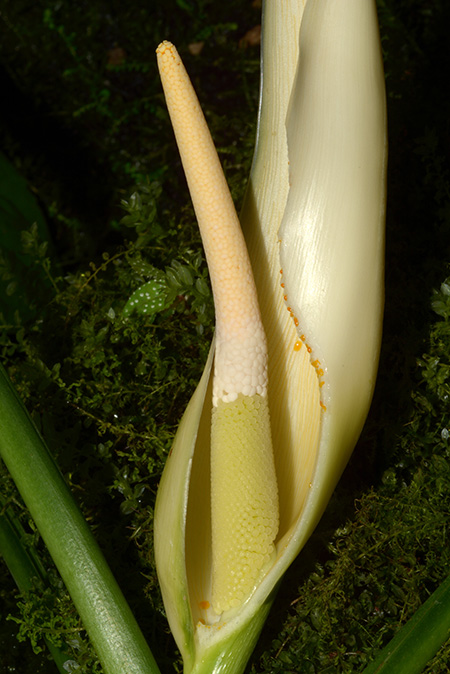 Philodendron oblongum