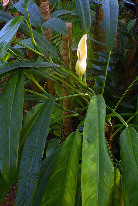 Philodendron oblongum