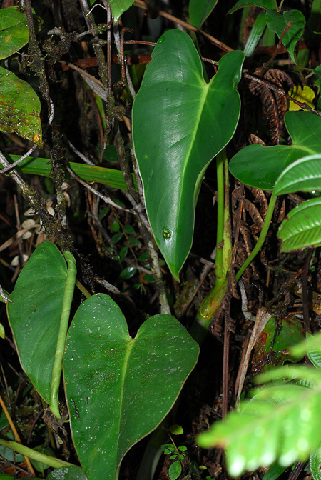Philodendron oligospermum