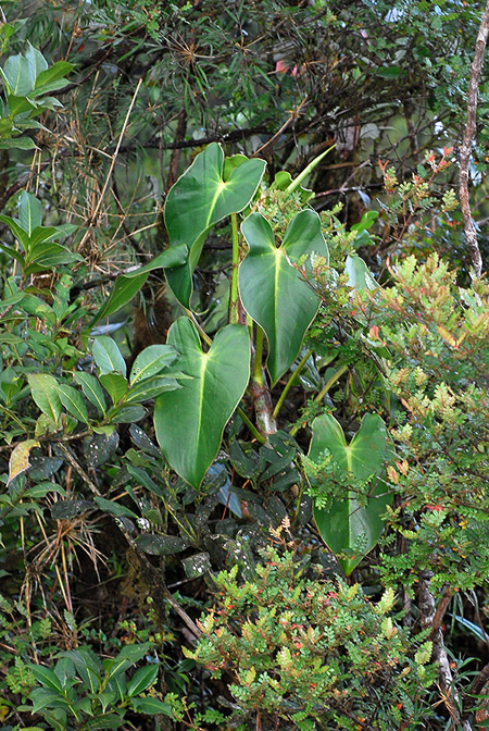 Philodendron oligospermum