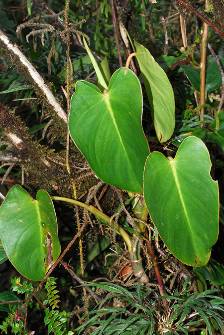 Philodendron oligospermum