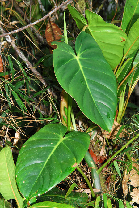 Philodendron oligospermum