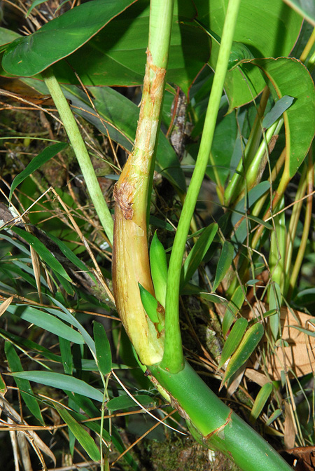 Philodendron oligospermum