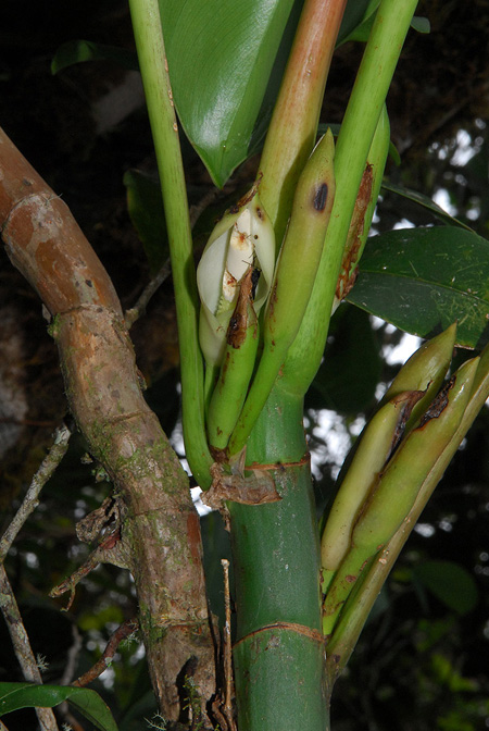 Philodendron oligospermum