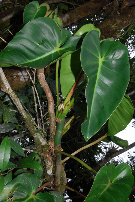 Philodendron oligospermum