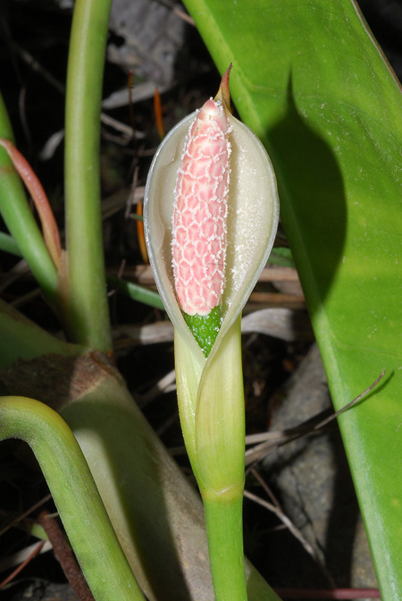 Philodendron oligospermum