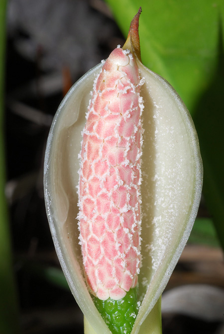 Philodendron oligospermum