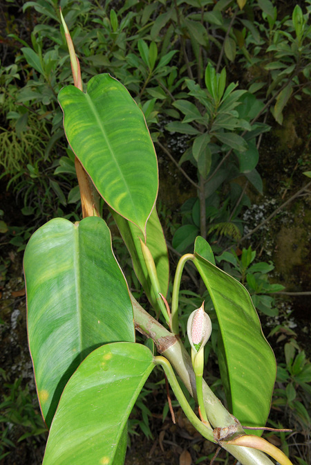 Philodendron oligospermum