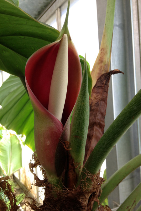 Philodendron ornatum