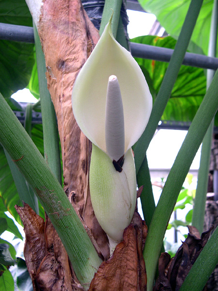 Philodendron ornatum