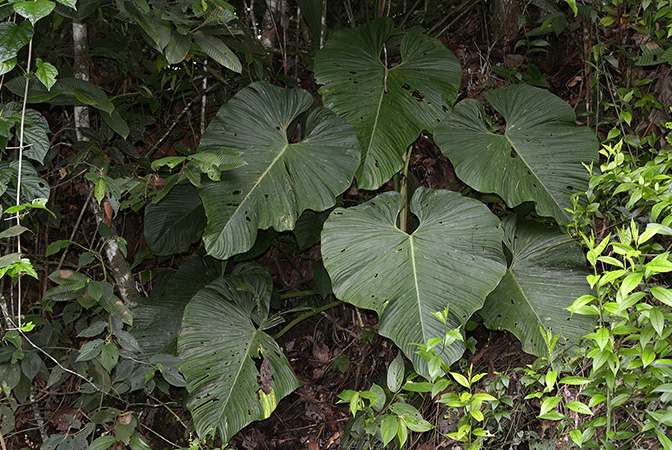 Philodendron ornatum