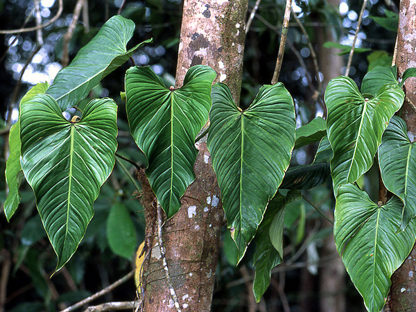 Philodendron ornatum