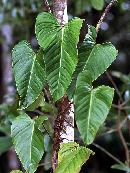 Philodendron ornatum