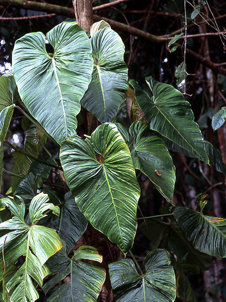 Philodendron ornatum