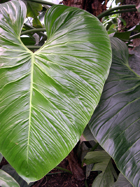 Philodendron ornatum