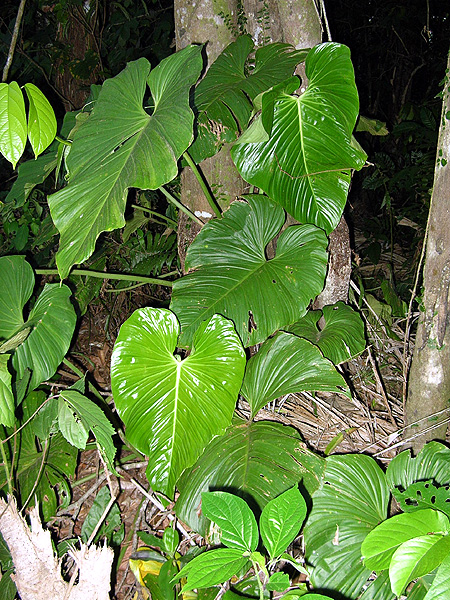 Philodendron ornatum