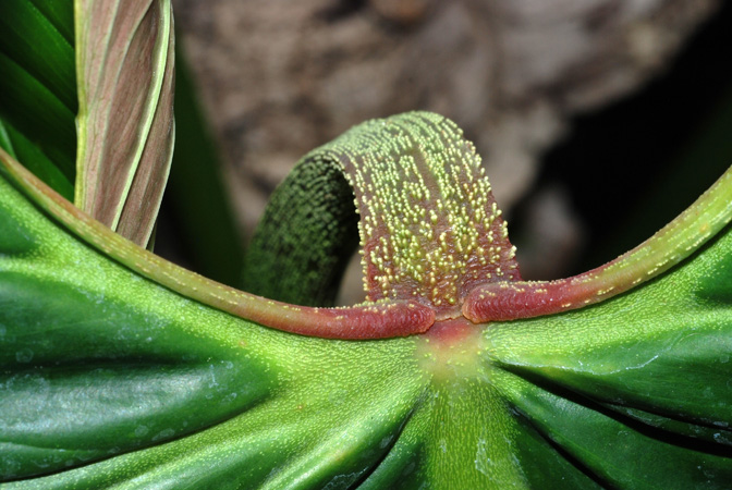 Philodendron ornatum