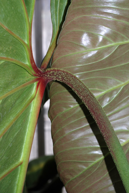 Philodendron ornatum