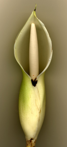 Philodendron ornatum