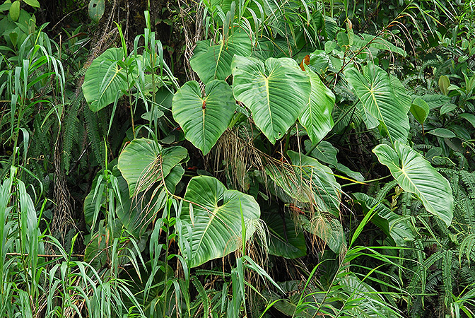 Philodendron ovatoluteum