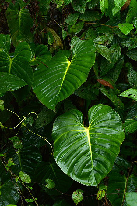 Philodendron ovatoluteum