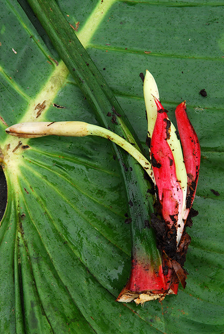 Philodendron ovatoluteum
