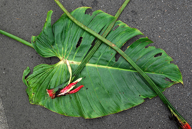 Philodendron ovatoluteum