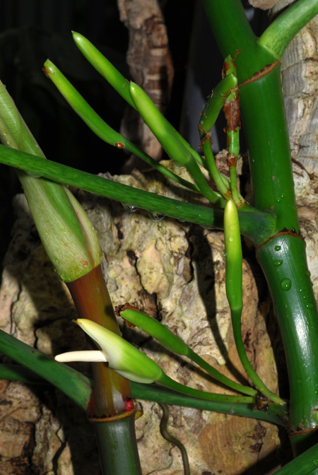 Philodendron oxapampense