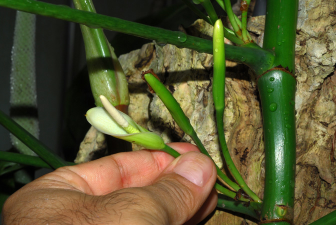 Philodendron oxapampense