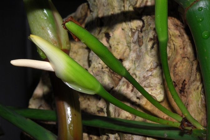 Philodendron oxapampense
