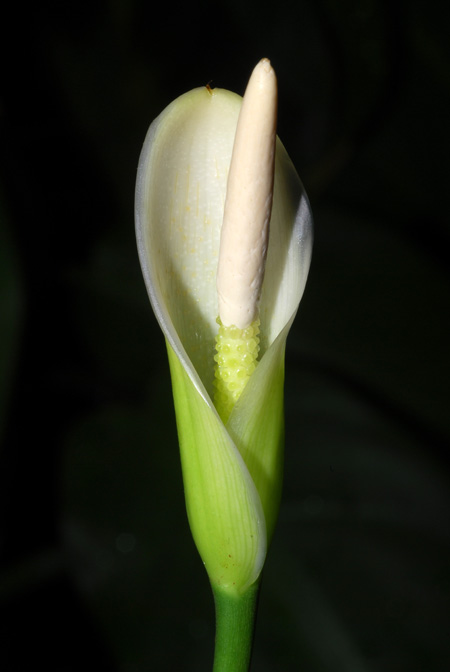 Philodendron oxapampense