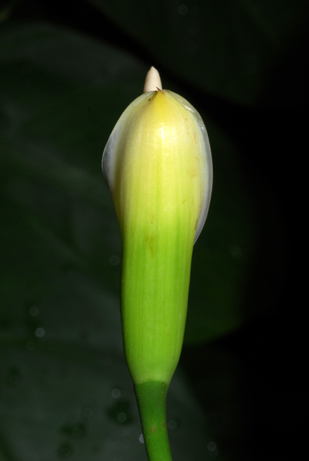 Philodendron oxapampense