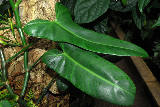 Philodendron oxapampense