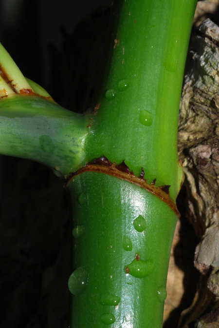 Philodendron oxapampense