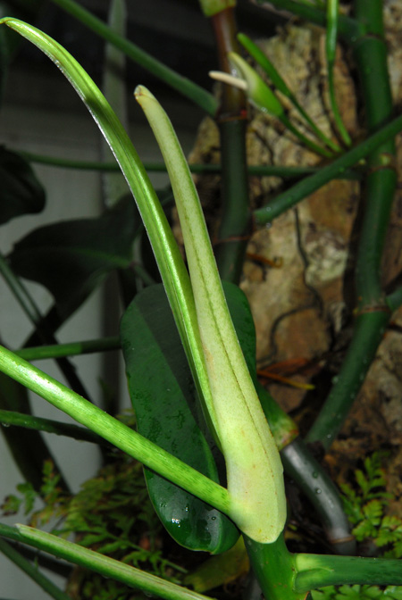 Philodendron oxapampense