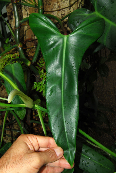 Philodendron oxapampense