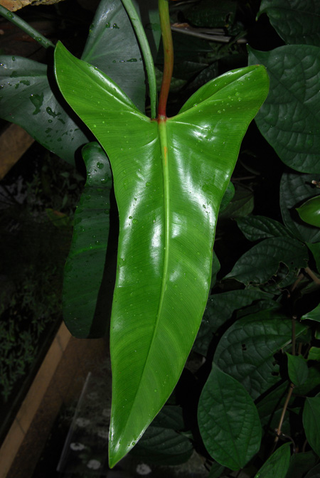 Philodendron oxapampense