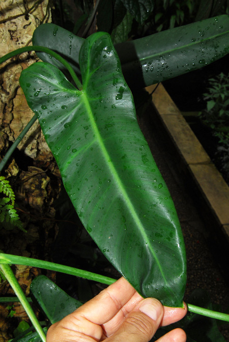 Philodendron oxapampense