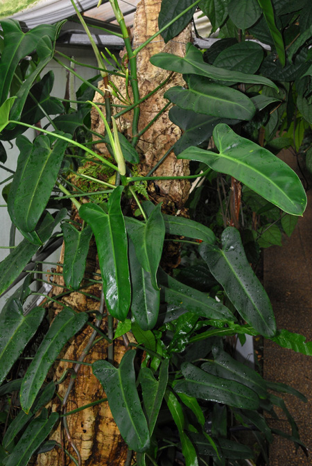 Philodendron oxapampense