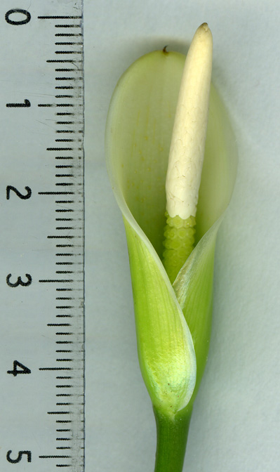 Philodendron oxapampense