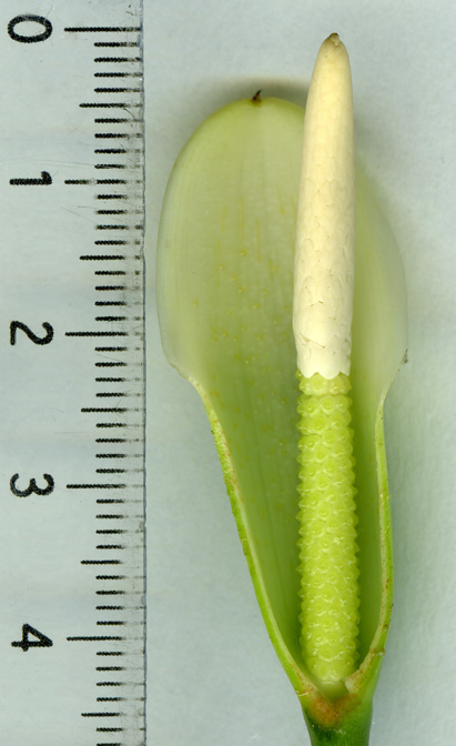 Philodendron oxapampense