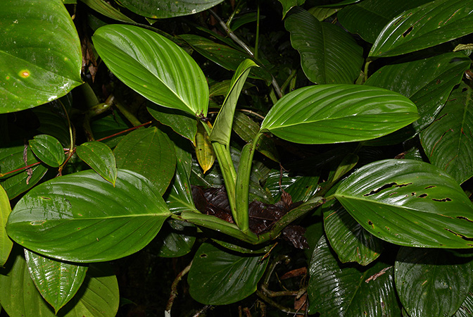 Philodendron palaciosii