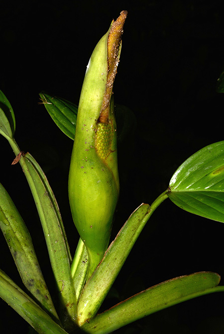 Philodendron palaciosii