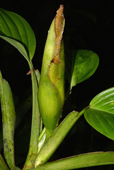 Philodendron palaciosii