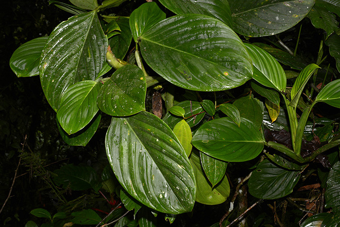 Philodendron palaciosii