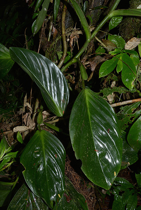 Philodendron palaciosii