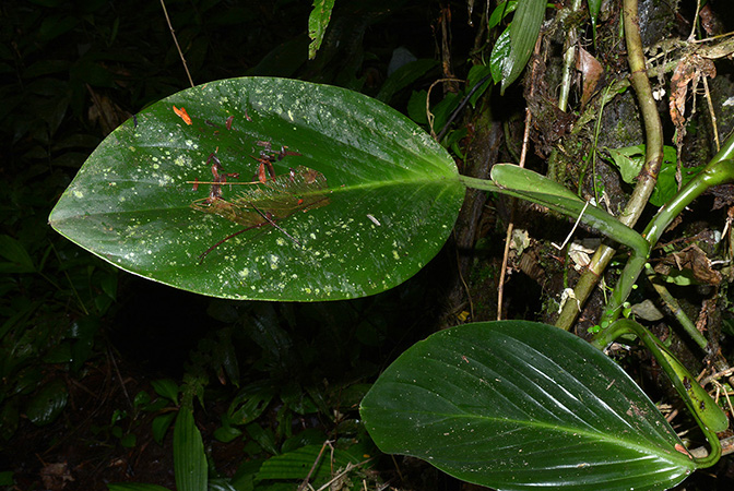 Philodendron palaciosii