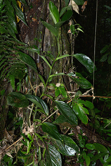 Philodendron palaciosii