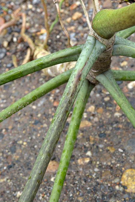 Philodendron paloraense